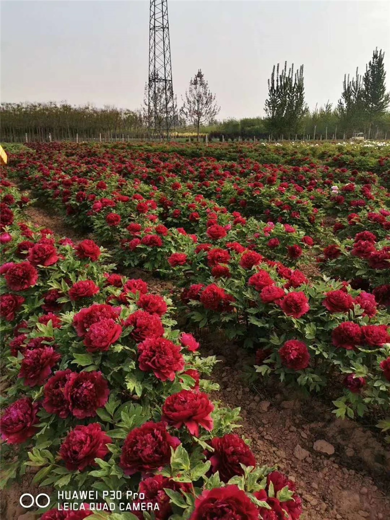 花王牡丹鮮切花