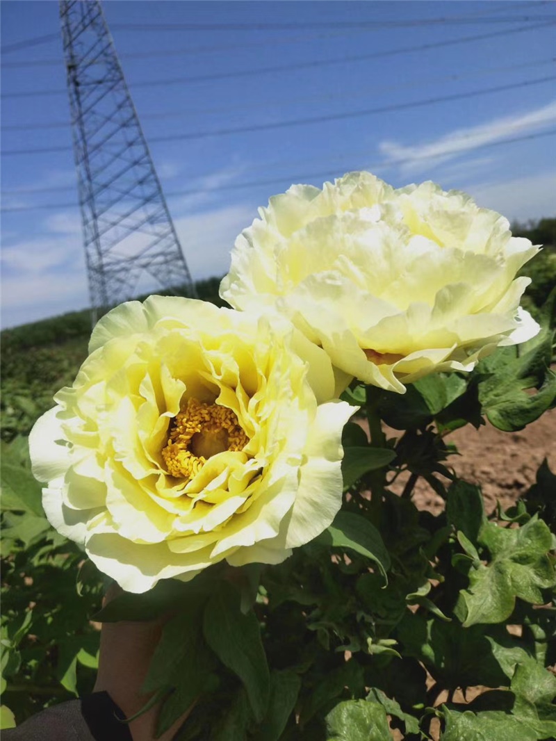 黃睡蓮芍藥鮮切花 荷蘭進(jìn)口芍藥